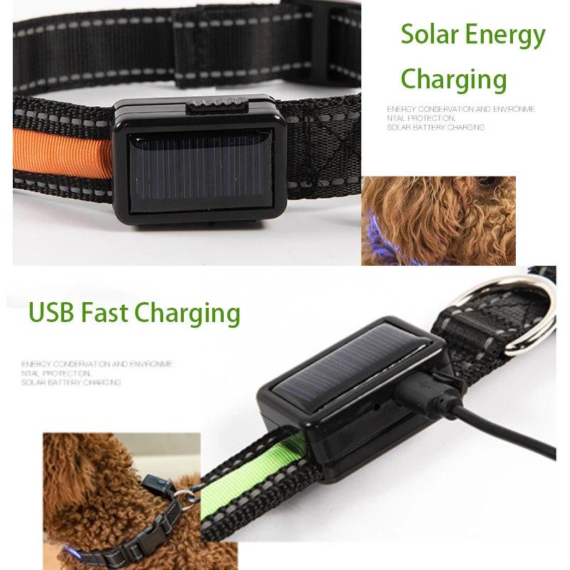 Solar Charging LED Dog Collar | Light-Up Dog Collar | whiskerwonderland