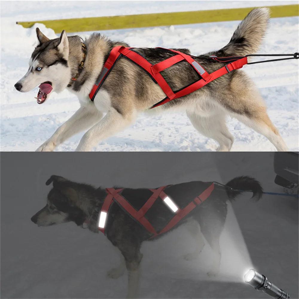 High Quality Big Dog Sledge Harness Skiing Running - whiskerwonderland