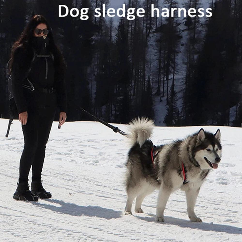 High Quality Big Dog Sledge Harness Skiing Running - whiskerwonderland