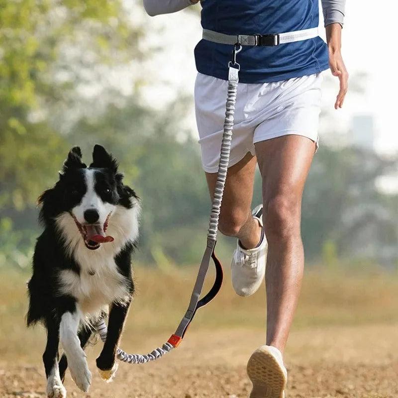 Dog Leash For Running | Jogging Leash Dogs | whiskerwonderland